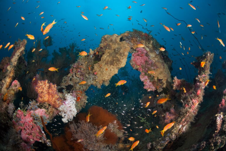 Hanifaru & north maldives