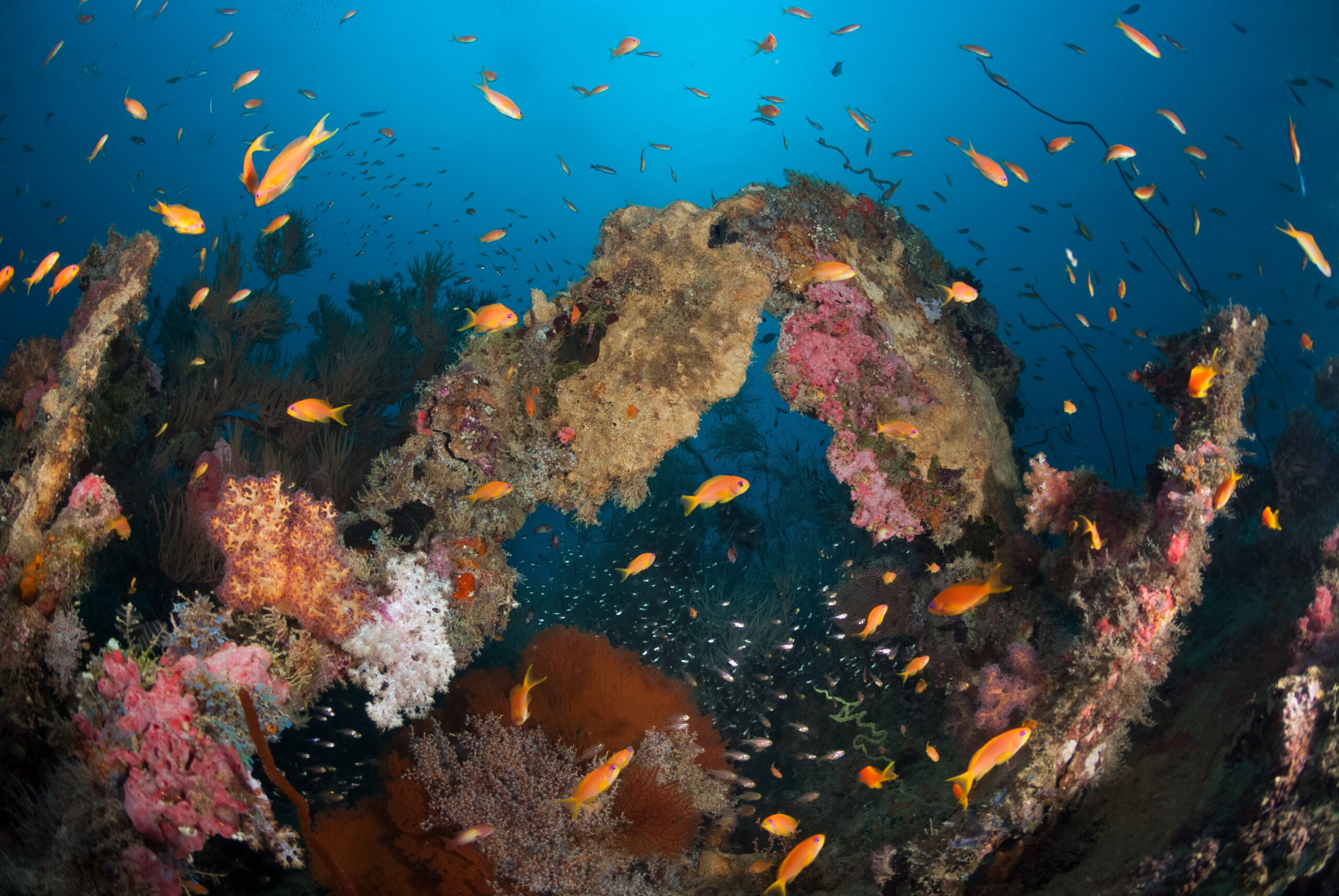 Hanifaru & north maldives