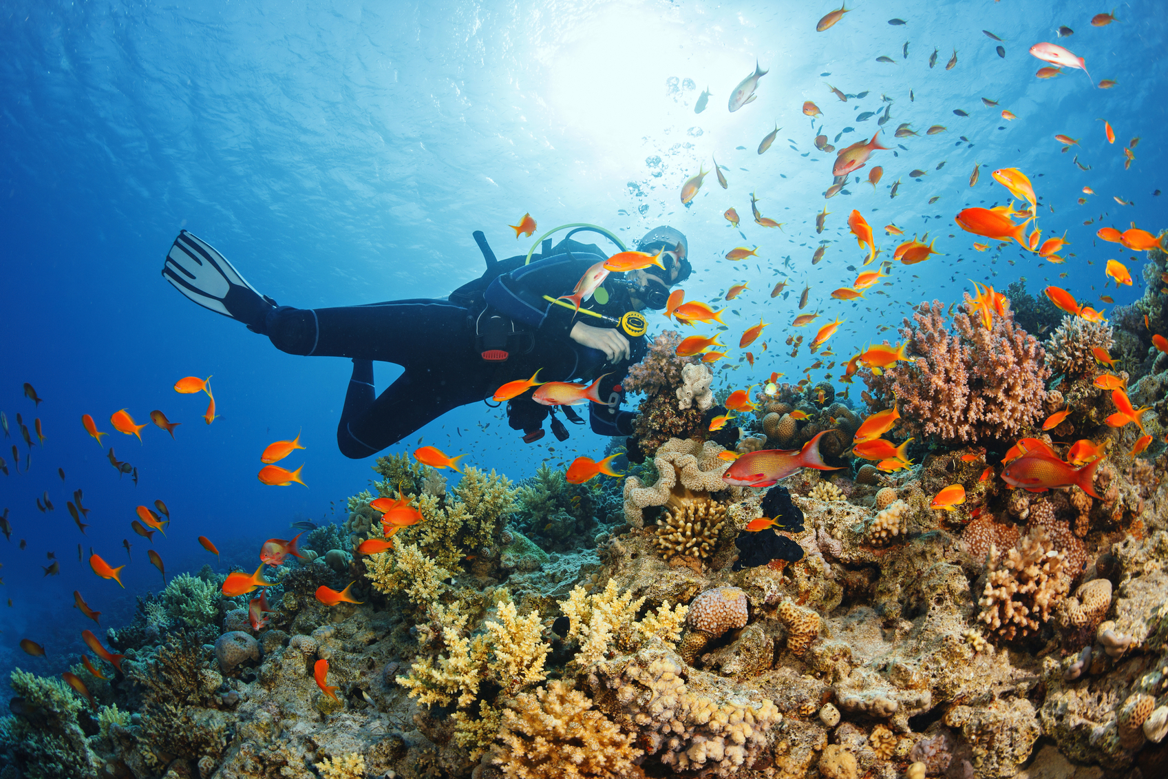 Underwater Scuba diver explore and enjoy Coral reef Sea life
