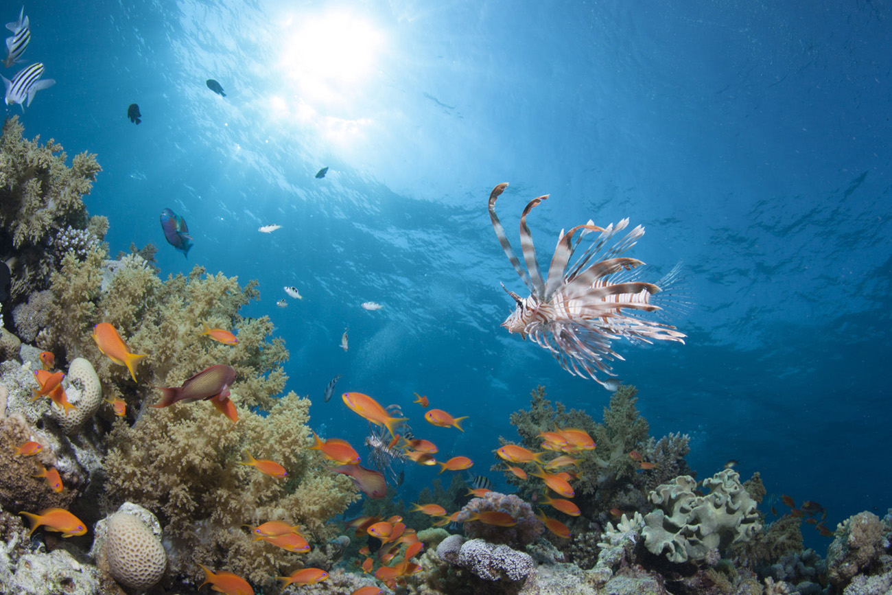 Brother Islands Red Sea
