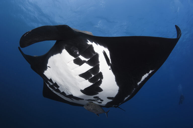 crociera sub bassa california manta