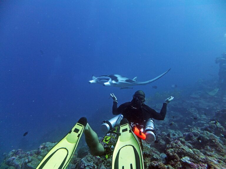 Hanifaru & north maldives