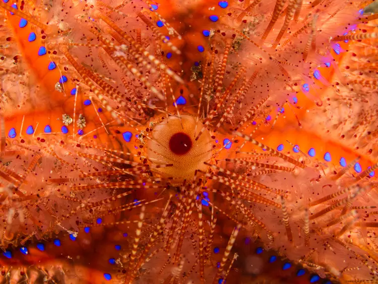 crociera indonesia Penemu