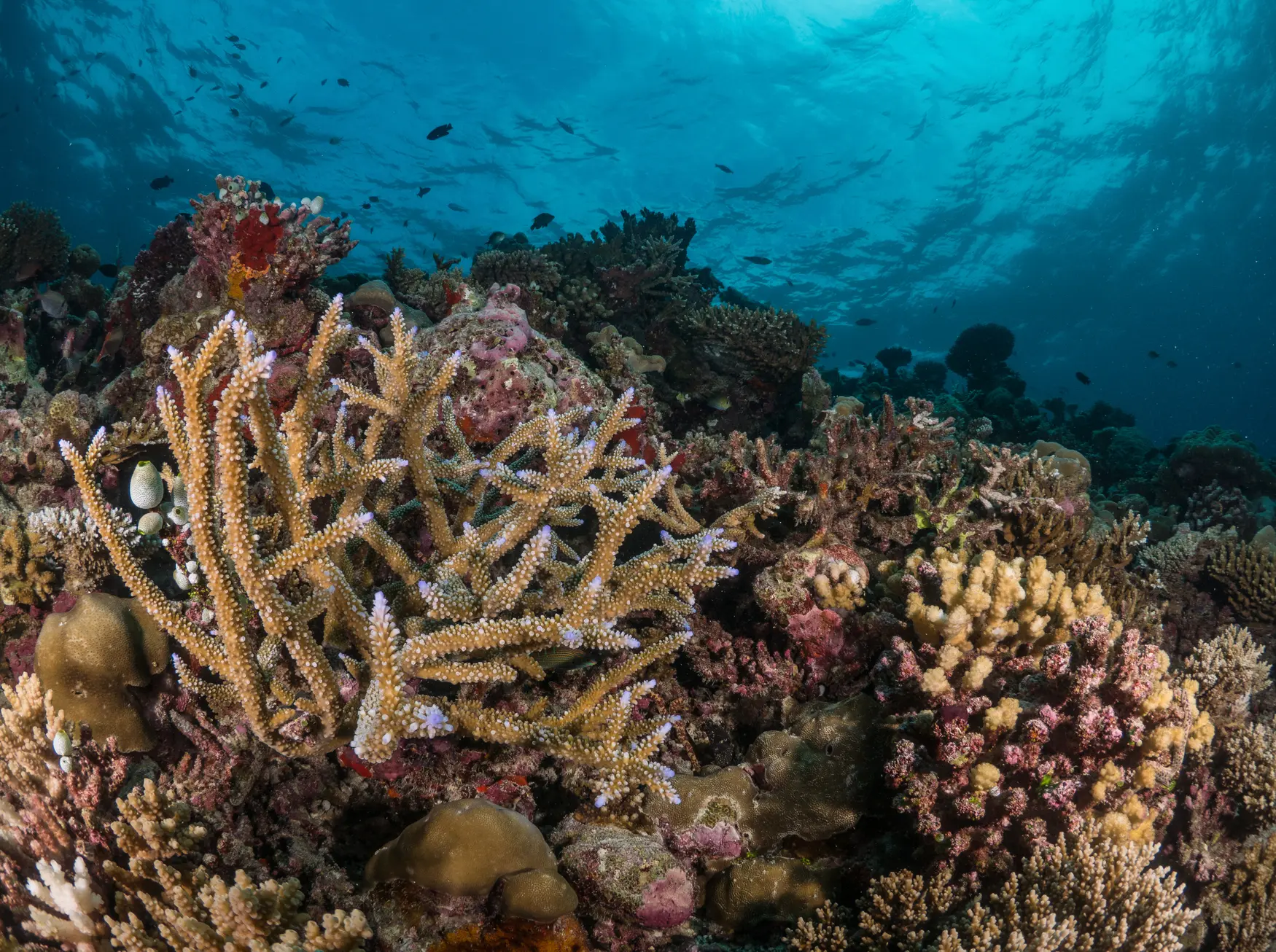 crociera Komodo & North Flores volcano sangean