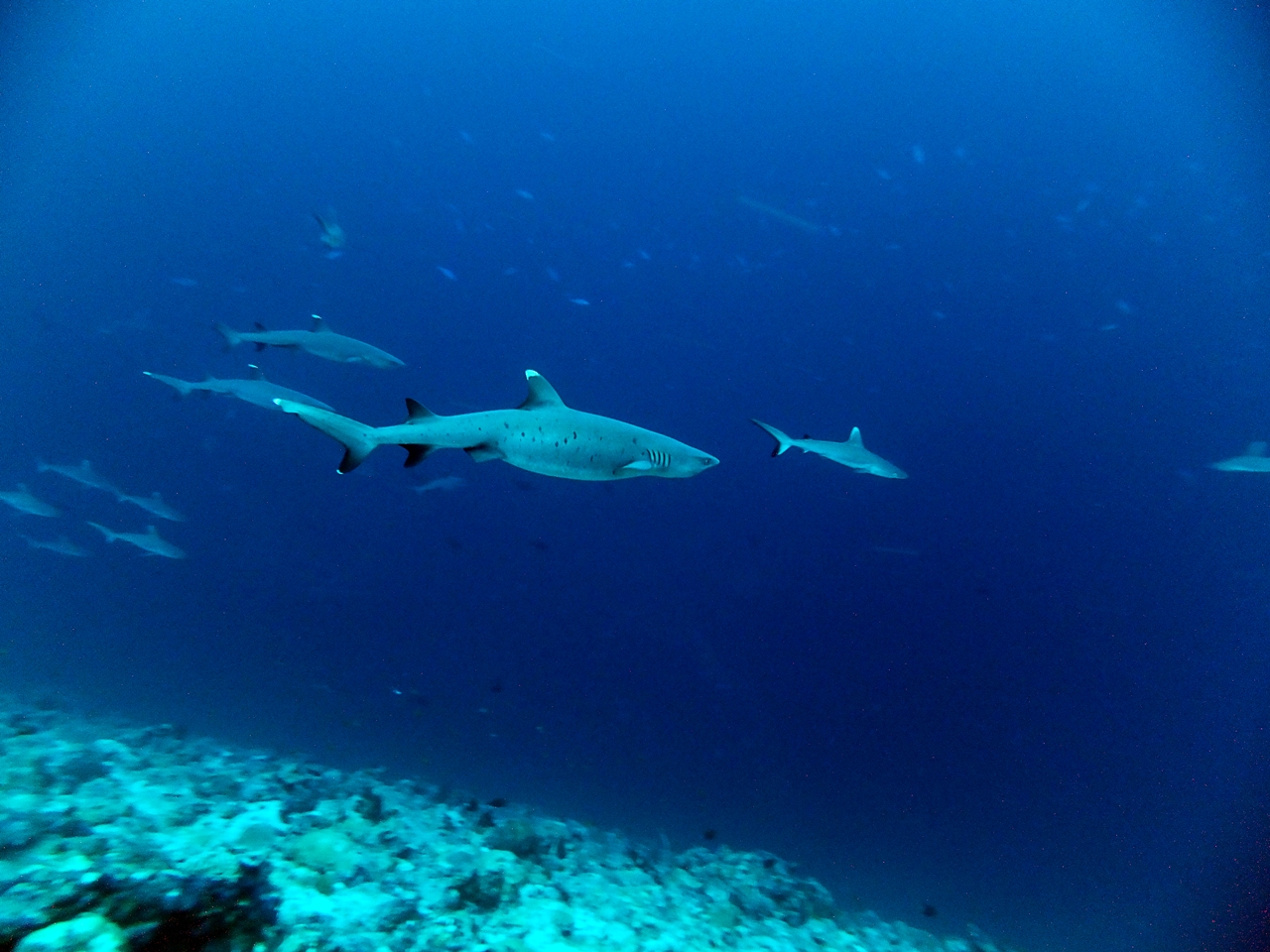 Southern Shark Adventure