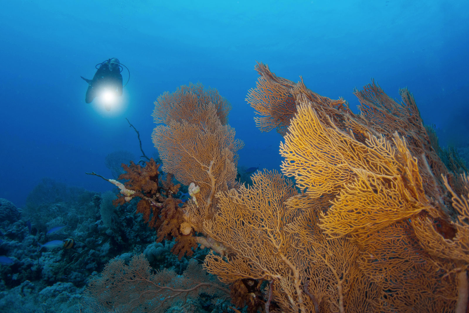 Panorama Reef