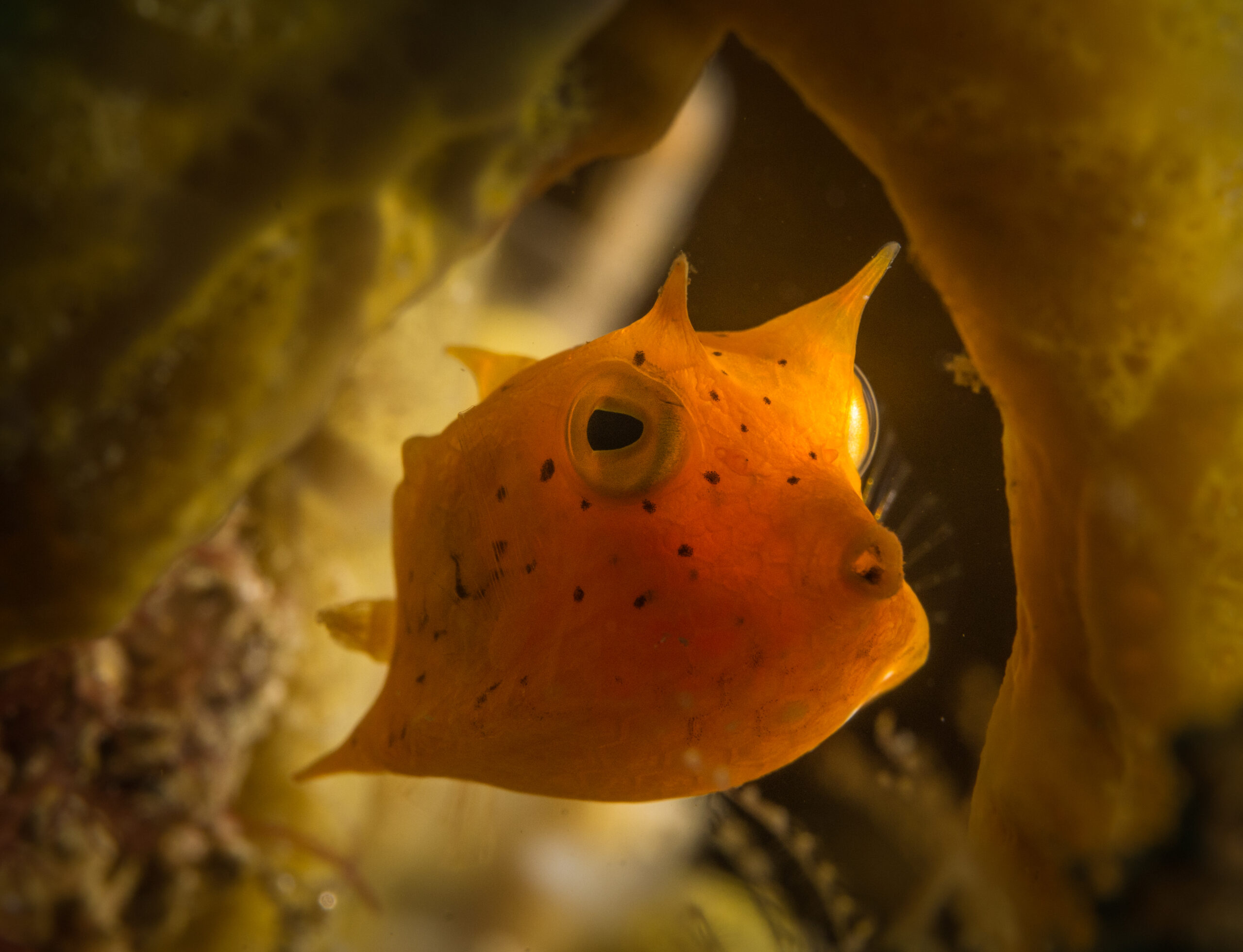 Fiabacet Raja Ampat Indonesia