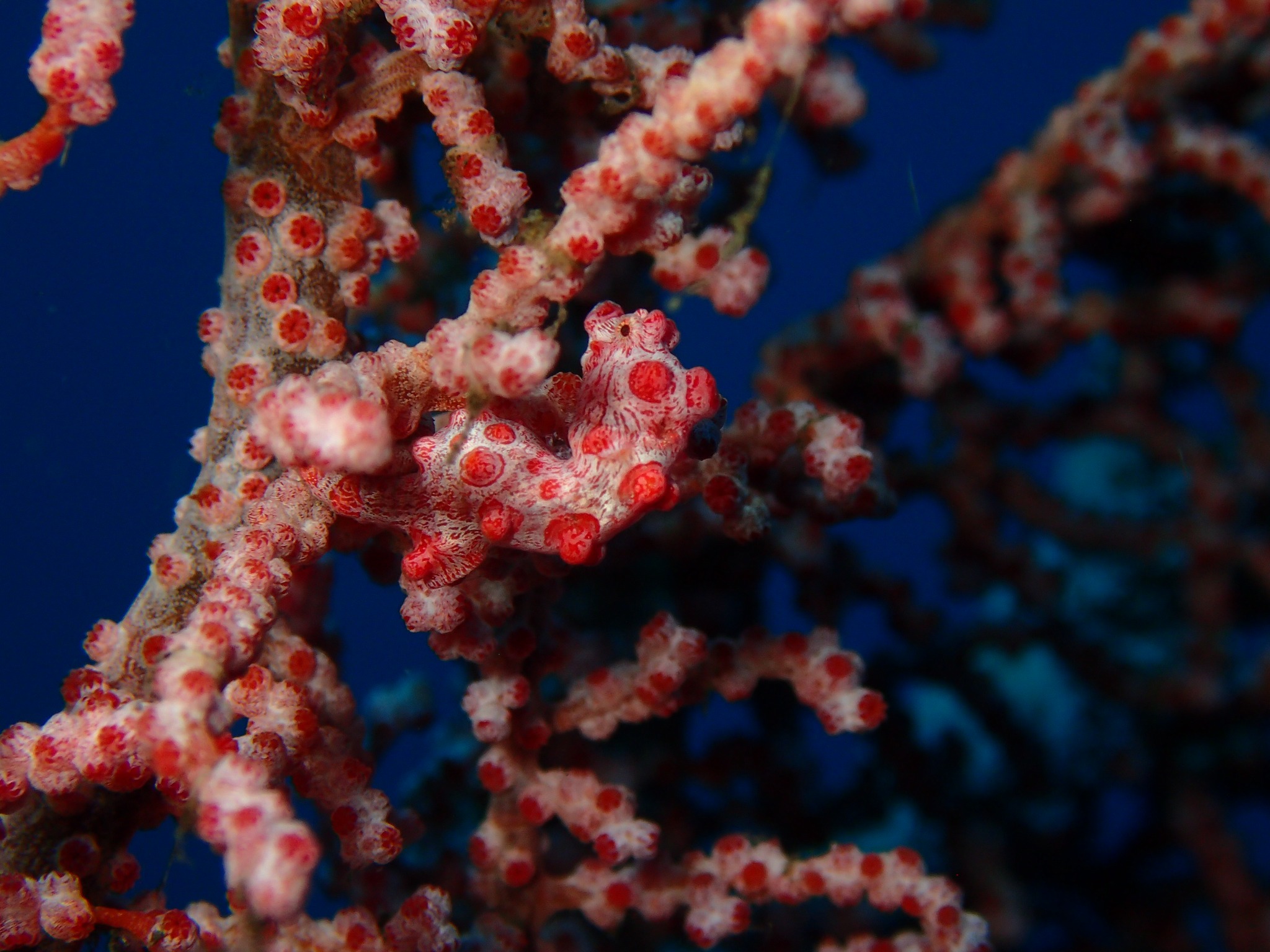 crocera Komodo & North Flores wainilu