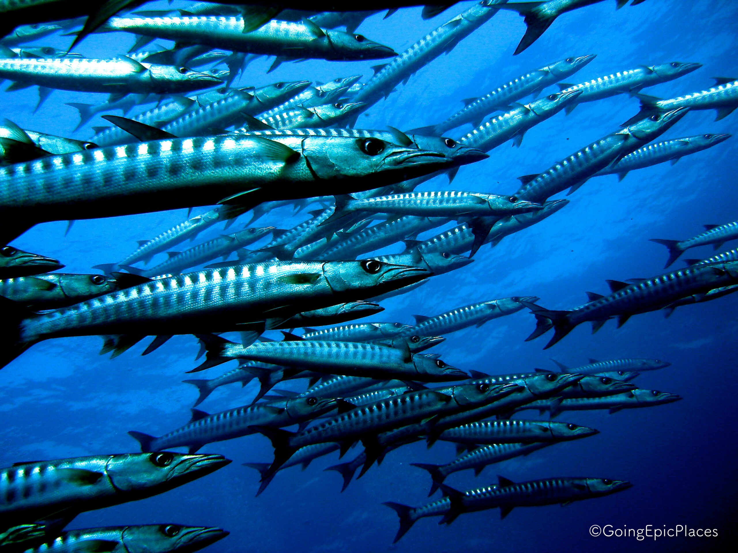 crociera Komodo & North Flores batu bolong