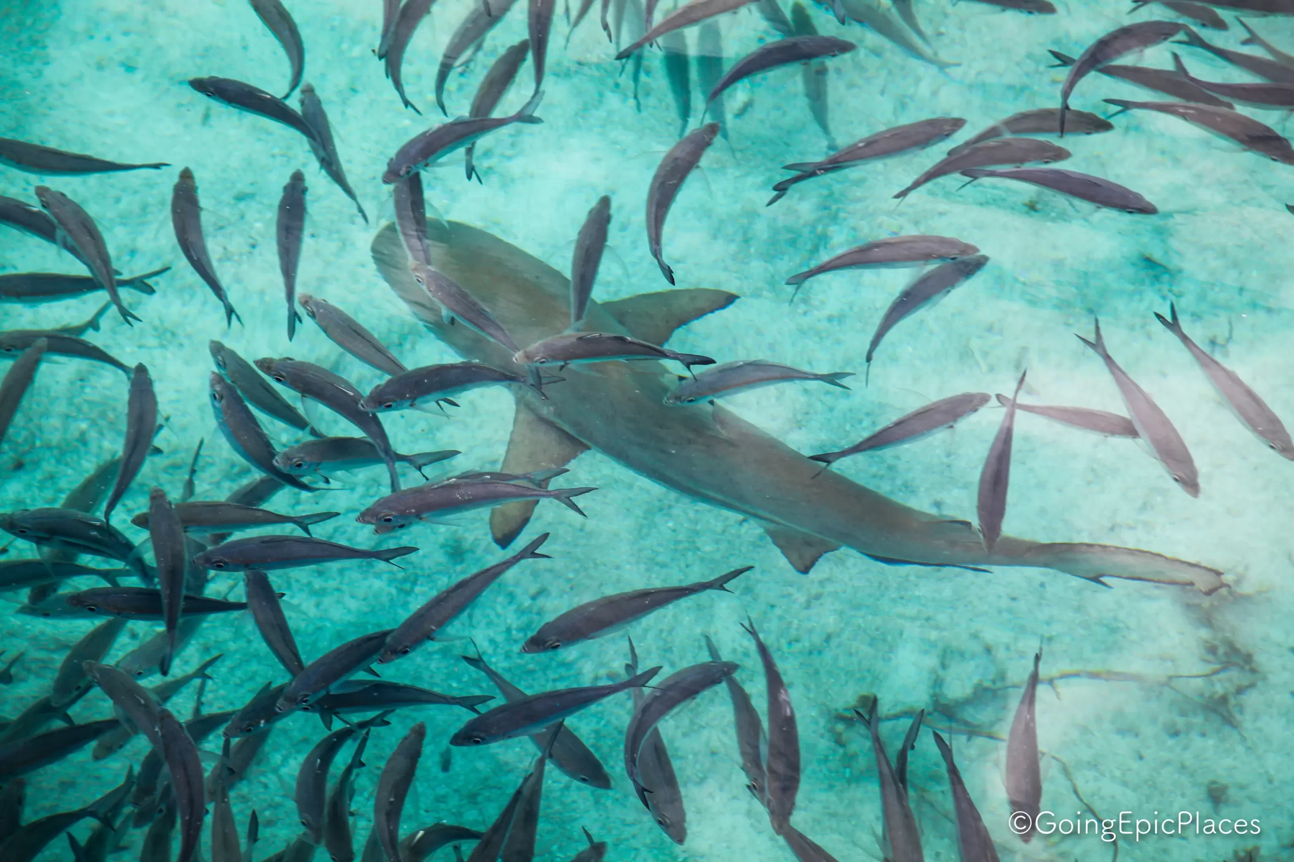crociera Komodo & North Flores
