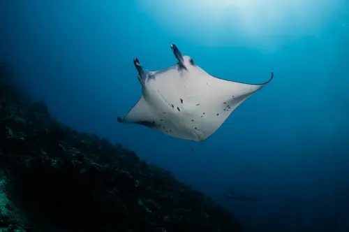 crociera Komodo & North Flores makassar reef