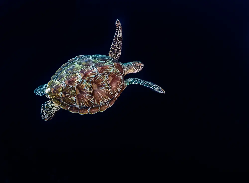 crociera Komodo & North Flores palau besar
