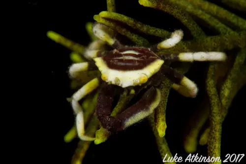 Aljui Bay crociera indonesia best of Raja Ampat