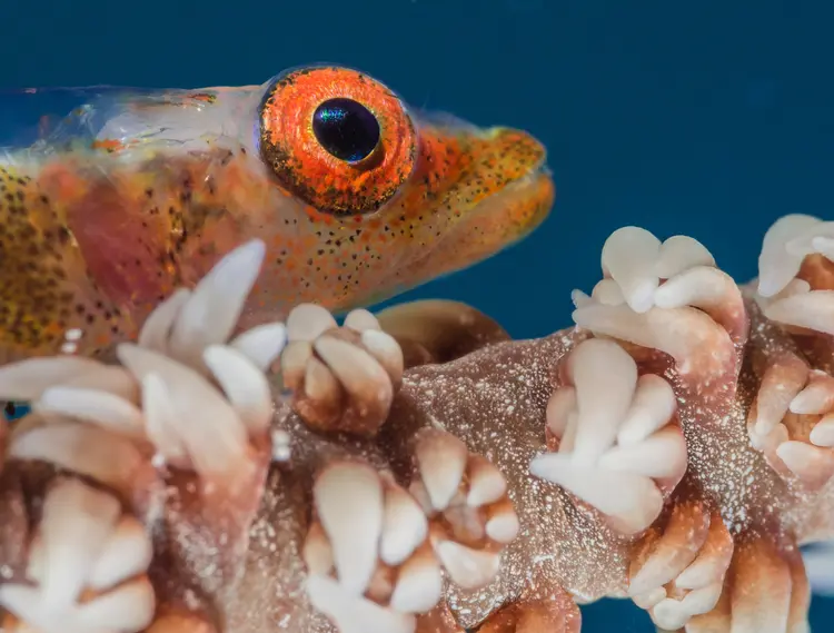 crociera indonesia best of Raja Ampat Wayag