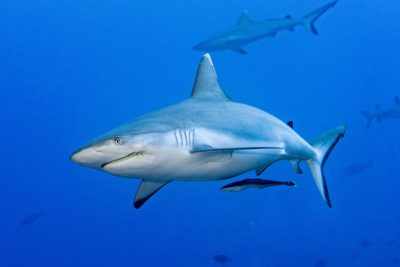 deep south & southern sharks maldives crociera