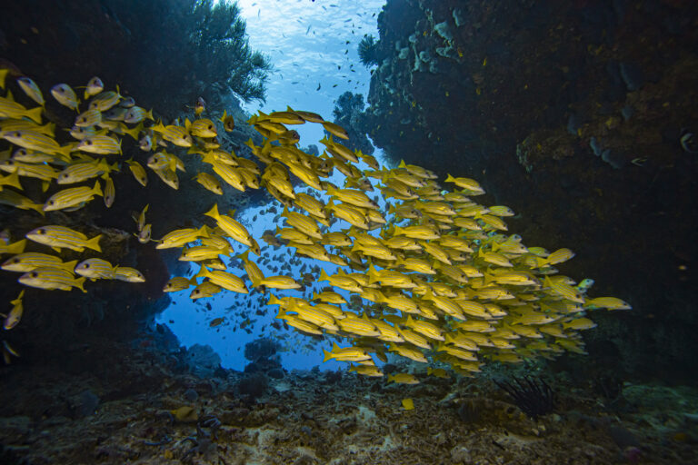 Hanifaru & north maldives