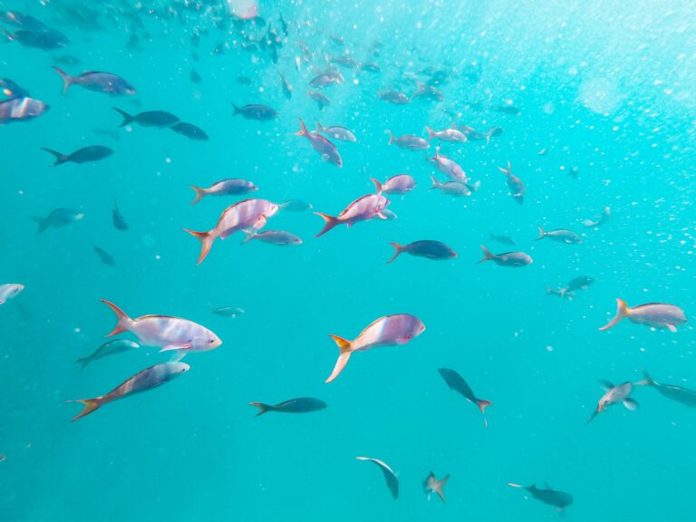 crociera sub bassa california pesci