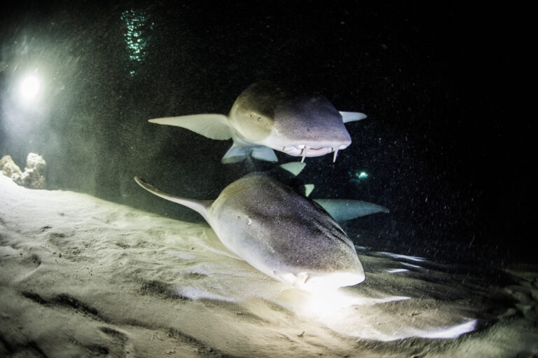 squalo nutrice Southern Shark Adventure