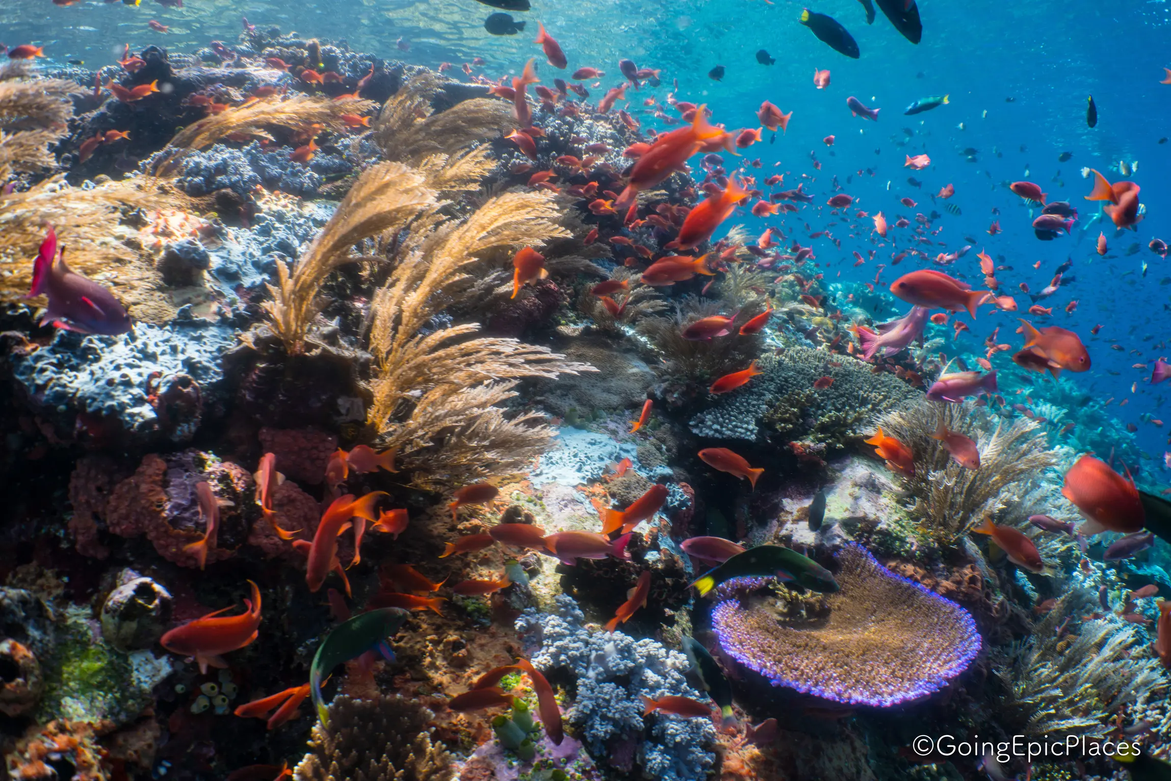 crociera Komodo & North Flores sebayor