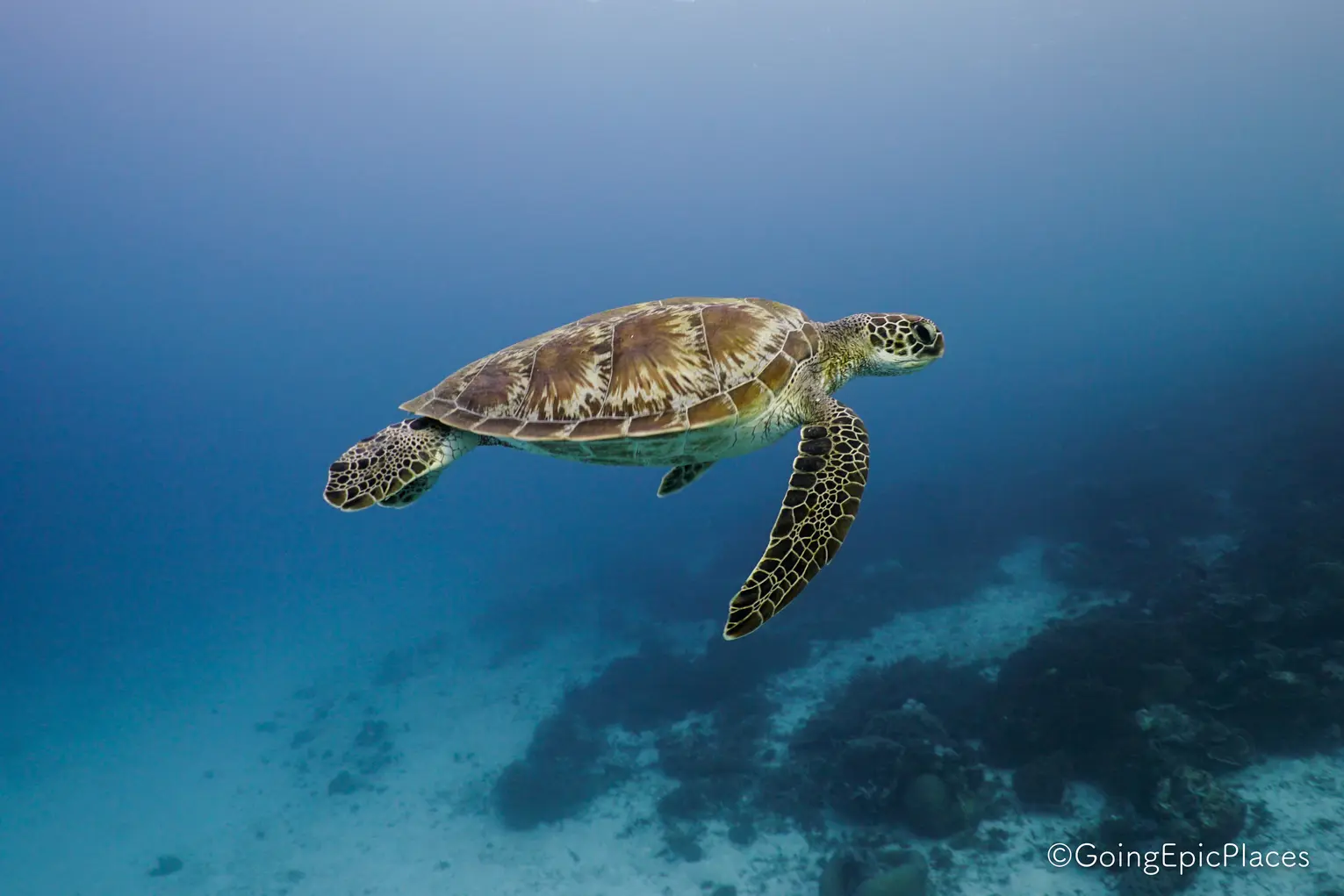 crociera Komodo & North Flores siaba besar