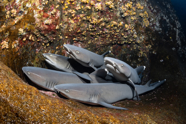 crociera sub bassa california squali