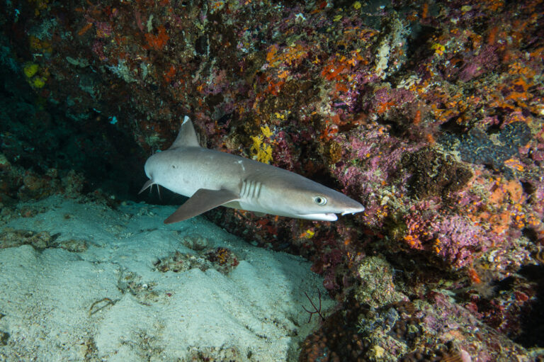 squalo Southern Shark Adventure