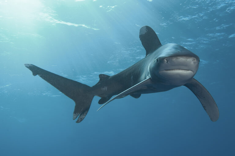 squalo Sub Safaga, Brothers & Elphinstone