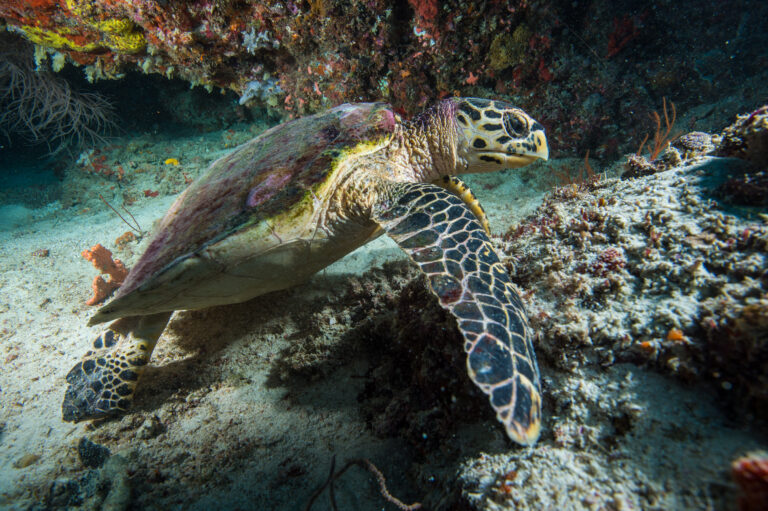 tartaruga Southern Shark Adventure