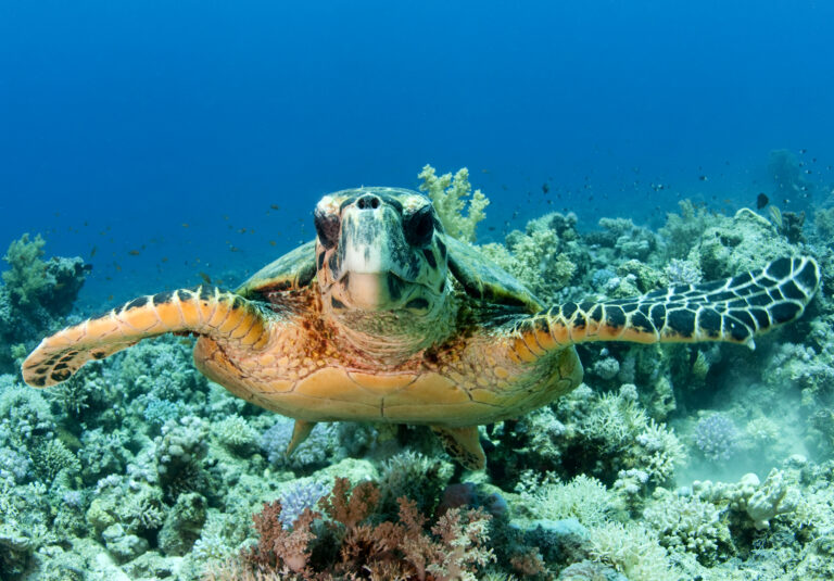 tartaruga Sub Safaga, Brothers & Elphinstone