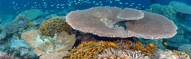 KOROR LAGOON SITES crociera best of palau