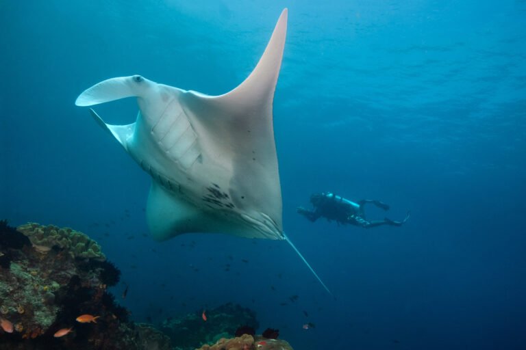 Crociera Raja Ampat & Triton manta