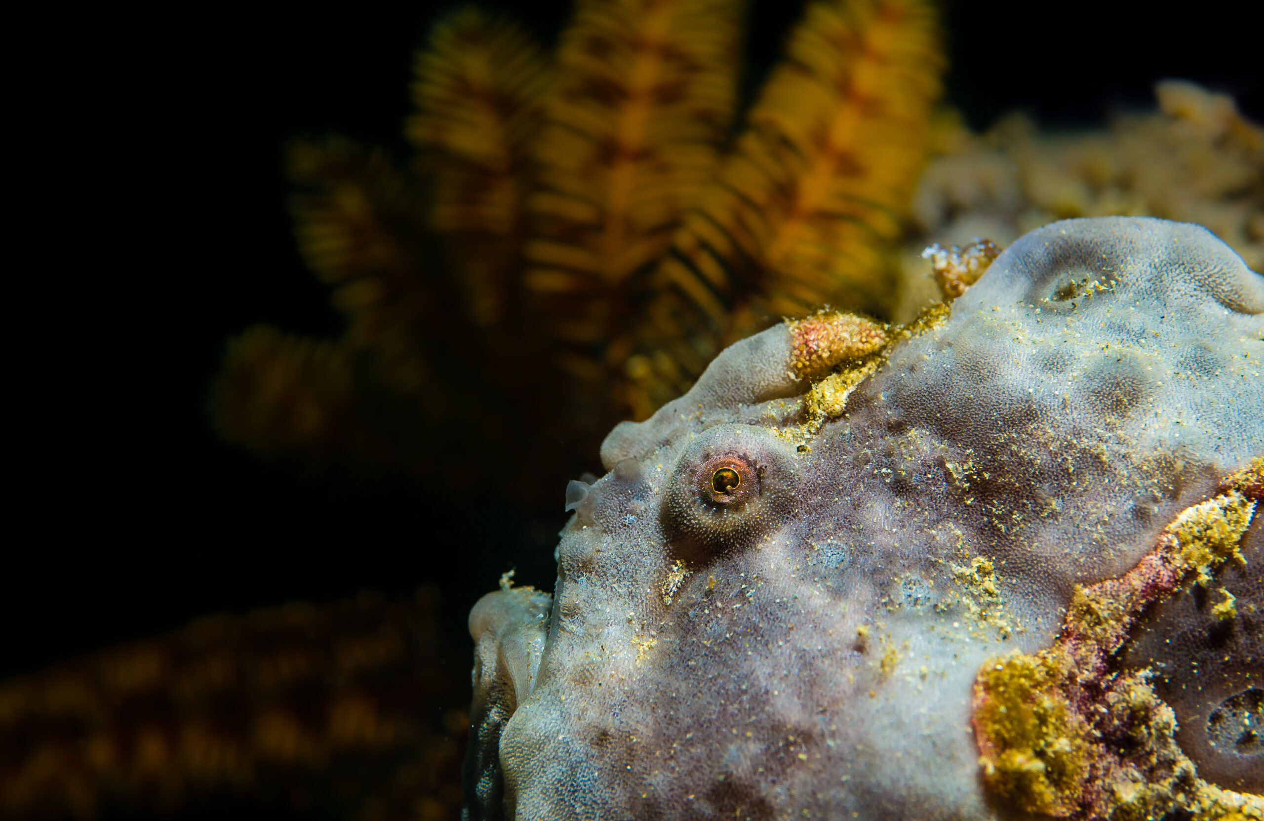 raja ampat indonesia