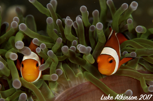 Alor & Banda Sea Gunung Api