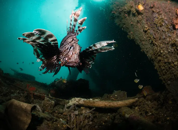 Alor & Banda Sea Wetar