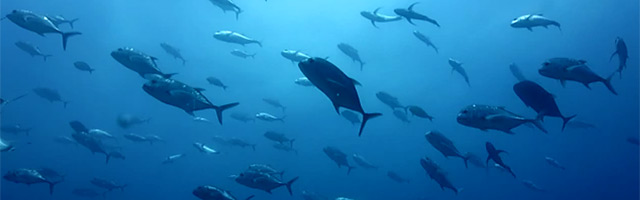 peleliu island sites crociera best of Palau