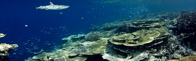 crociera best of Palau ulong lagoon sites