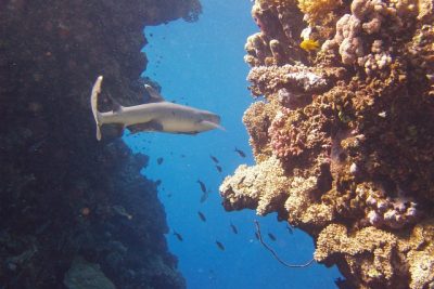 Daedalus, Fury & Elphinstone crociera