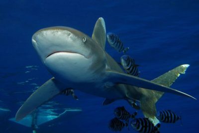 crociera sub famous five