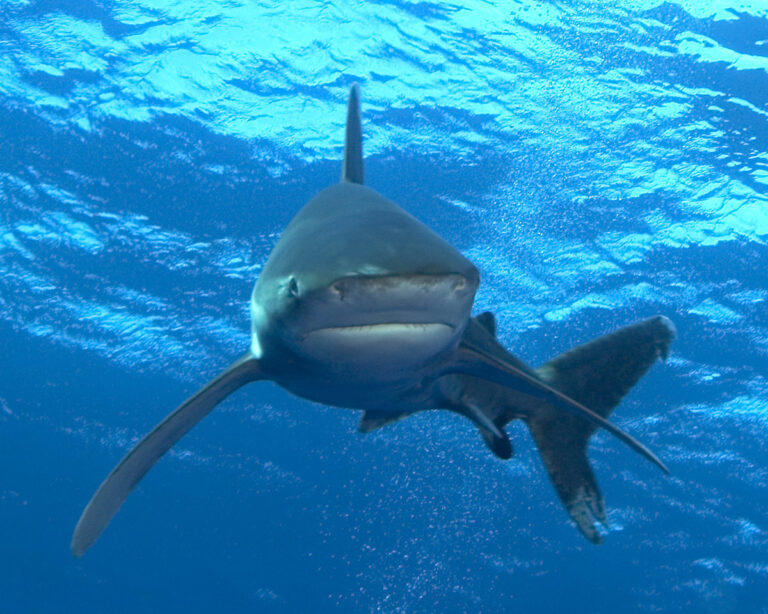 squalo simply the best crociera mar rosso