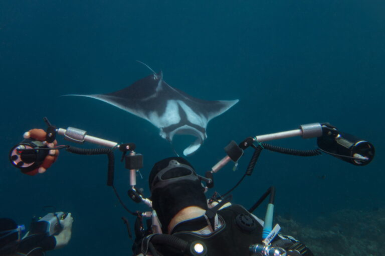 komodo island park crociera sub manta