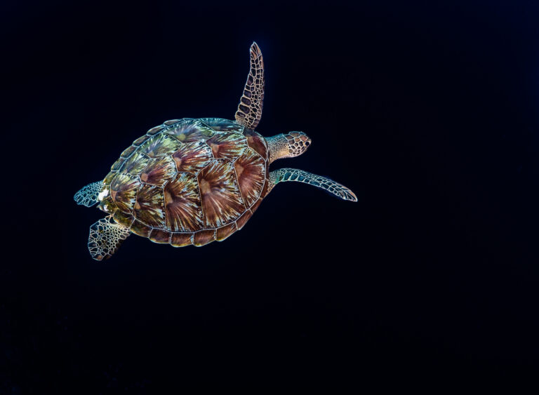 komodo island park crociera tartaruga